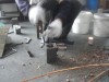放热焊接焊粉模具河北硕泰我们是专业的