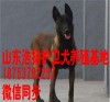 荆门沙洋县马犬哪里有卖马犬