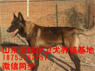 酒泉瓜州县狼青哪里有卖狼青犬