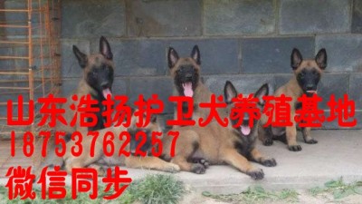 黔南瓮安县杜高哪里有卖杜高犬