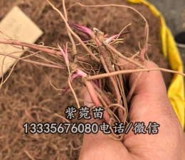 紫菀種苗價格