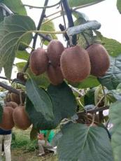 猕猴桃的种植与管理2-3年猕猴桃苗价格