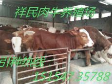 山东一头200斤小公牛价格多少钱