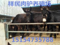 青岛200斤小驴苗价格多少钱