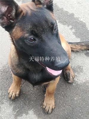 马犬马犬幼犬精品马犬纯血统马犬科目马犬