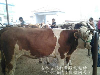 东北肉牛价格咨询电话