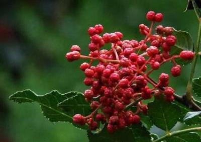 四川大紅袍花椒苗