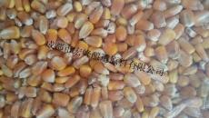 成都大盛原料求购玉米高粱小麦大米糯米碎米