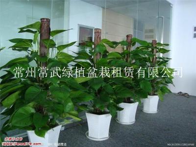 花卉租赁-常州绿植盆栽租摆价格便宜公司