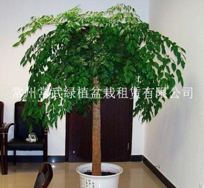 花卉租赁-常州绿植盆栽租摆价格便宜公司