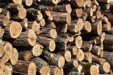 青岛进口木材需要注意的问题