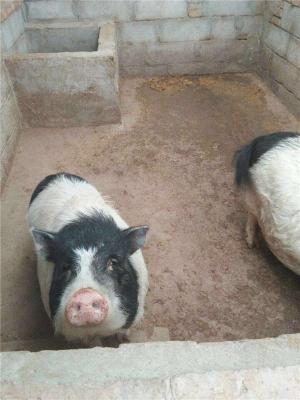 山东德州商品猪养殖价格