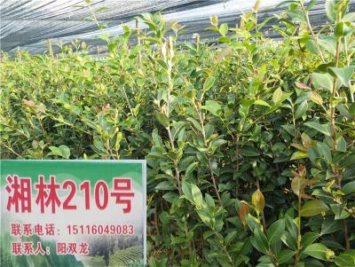 50公分高油茶苗