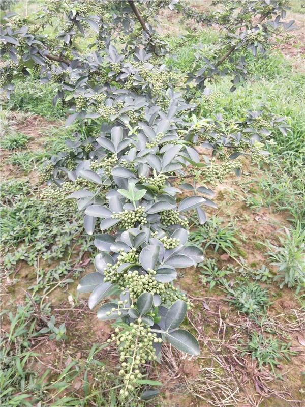 四川无刺花椒苗苗圃绵阳无刺青花椒苗批发