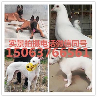 馬犬多少錢一只馬犬價格圖片哪里有賣馬犬