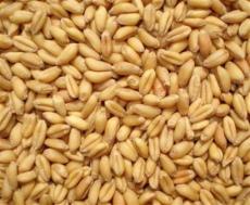 玉米高粱小麦