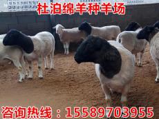 甘肃哪里有卖杜泊羊的杜泊羊种羊价格