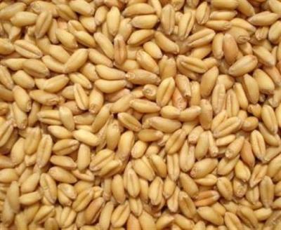崇州酿酒公司求购玉米碎米糯米