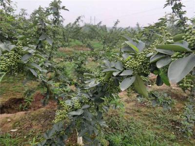 产量高藤椒树根系发达的藤椒苗优质藤椒收益