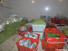 食品速冻冷库-水果保鲜库费用-工程安装厂家