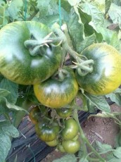 科研新品种水果番茄---甜番贝