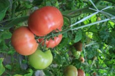无限生长类形水果番茄---普斯6号