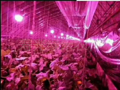 全光谱植物生长灯大棚蔬菜育苗植物补光灯