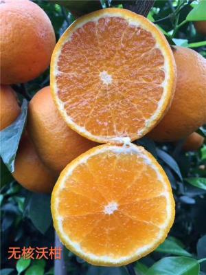 供应 091无核沃柑柑橘苗及各品种柑桔苗
