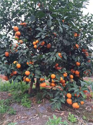 供应 091无核沃柑柑橘苗及各品种柑桔苗
