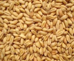 蜀窖酿酒公司现款求购大量玉米小麦高粱碎米