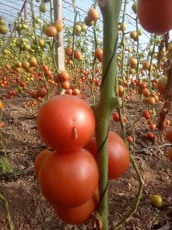高产耐热性强的番茄---优拉588
