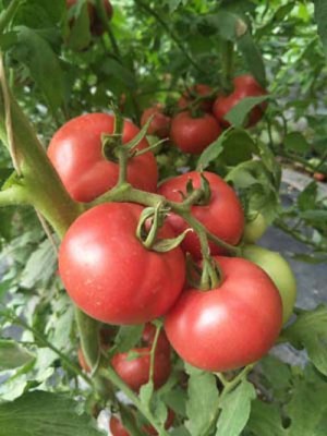 高产耐高温的番茄---宝德秋实