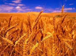 四川蜀窖公司长期采购小麦碎米玉米高粱糯米