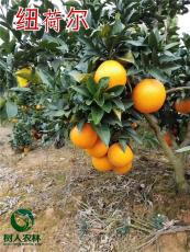 纽荷尔脐橙苗及各类柑桔苗脐橙苗供应
