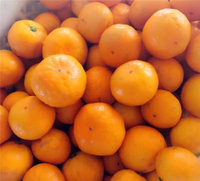 早熟蜜桔柑橘品种由良蜜桔前景好糖度高