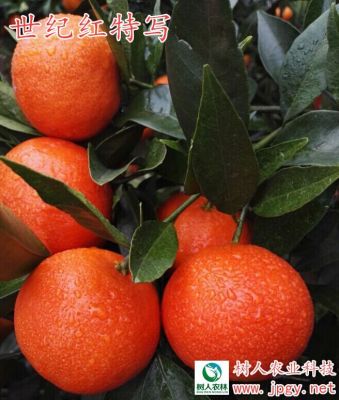 晚熟柑橘世纪红树人公司供应各柑桔苗脐橙苗