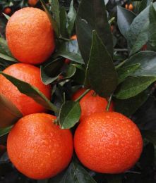 世纪红柑橘苗及各晚熟柑桔品种早熟柑橘品种