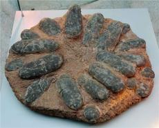 侏罗纪的霸主    恐龙蛋化石