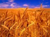 小麦玉米高梁
