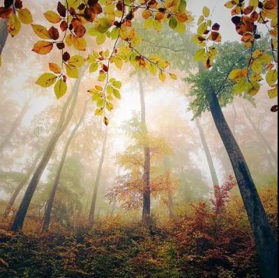 北京资助环保公益如何成立基金会