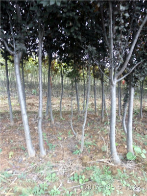 5公分紫葉李6公分紫葉李8公分紫葉李多少錢(qián)