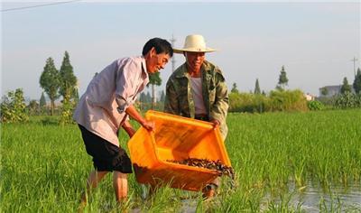 高效泥鳅养殖市场河南省高效泥鳅养殖高效泥鳅养殖技术