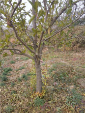 山西山楂樹5公分棗樹十櫻桃樹一蘋果樹占地