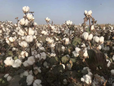 棉花种子新品种 新陆中66 棉花种子供应商