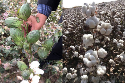 棉花种子新品种 新陆中66 棉花种子供应商