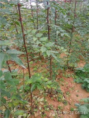 花椒什么時(shí)間種植花椒樹苗選什么品種大紅袍