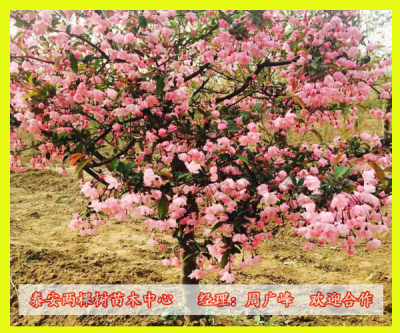 八重樱花树苗基地  量大优惠