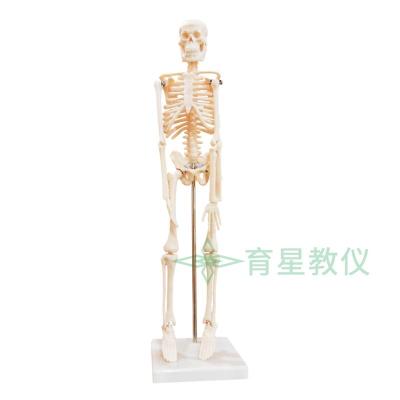 常用小学科学教学仪器39051儿童骨骼模型