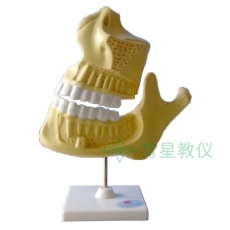 常用小学科学教学仪器39052儿童牙列模型