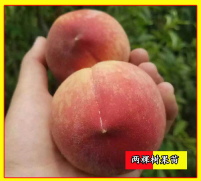 新品種胭脂脆桃苗  嫁接桃苗供應(yīng)